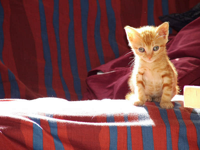 http://linuximage.kittybunny.cn/data/attachment/album/201308/15/234648x2j3v9ddfcd93ud9.jpg
